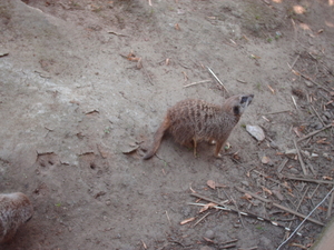 zoo olmen 020