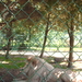 zoo olmen 017