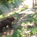 zoo olmen 015