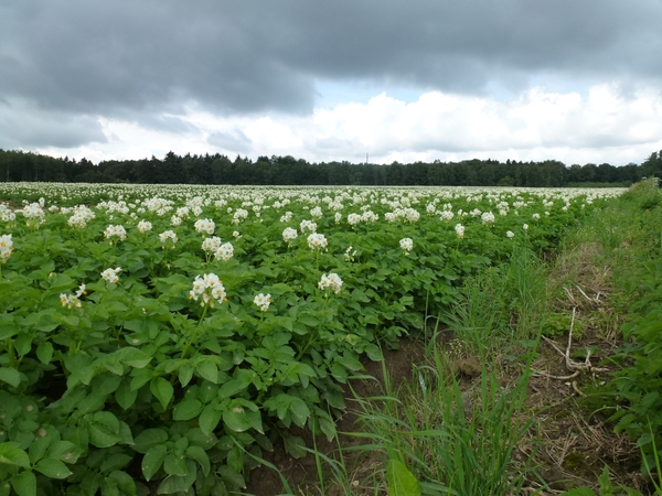 2012-07-21 Binche 040