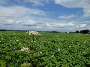 2012-07-21 Binche 053