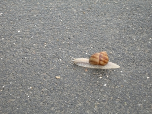 DSCN6501
