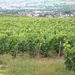 DSCN6533