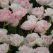 DSCN3670