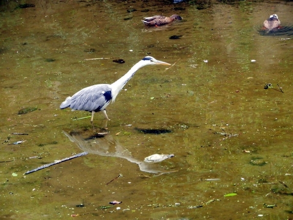 20120720.Gent 012