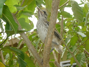 curacao 2006 147