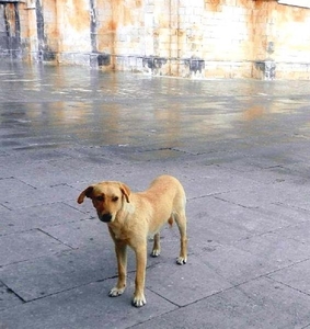 20120616.(2)Batalha 005 hondje (Medium)