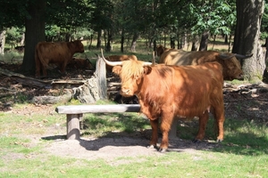 De Hoge Veluwe !