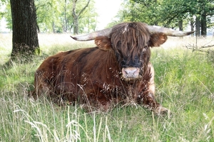 De Hoge Veluwe !