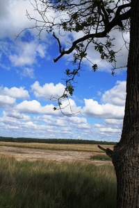 De Hoge Veluwe !
