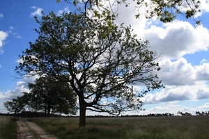 De Hoge Veluwe !