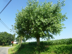 2012-07-25 Kluisbergen 026