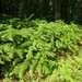 2012-07-27 Melsen 025