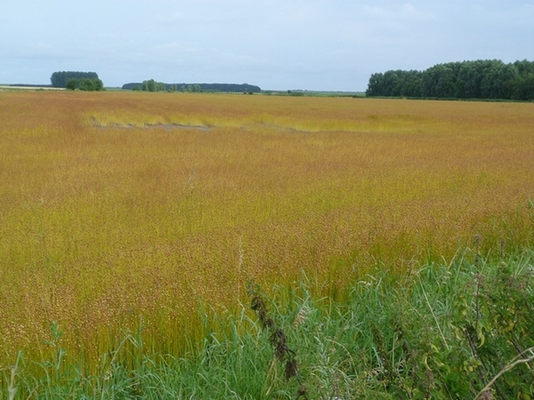 031-Rijpend vlas op het veld