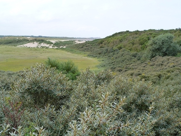 104-Zwingebied in Cadzand