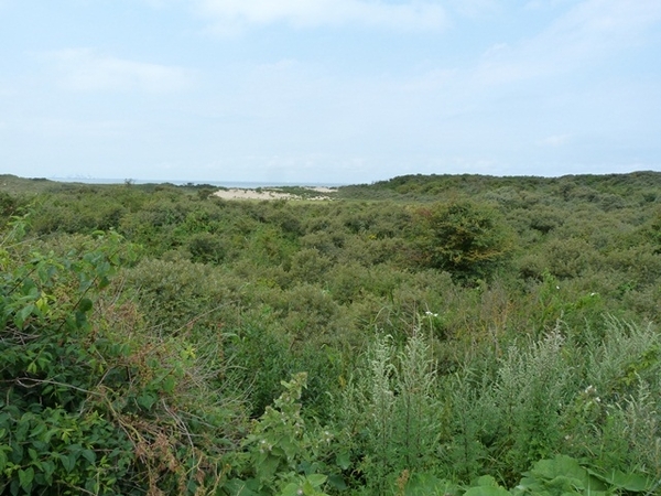 106-Zwingebied in Cadzand