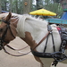 Pony