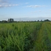 2012-07-29 Everbeek 003