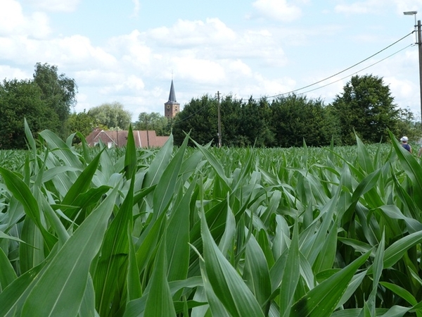 74-In de verte St-Mariekerk-Everbeek-Beneden