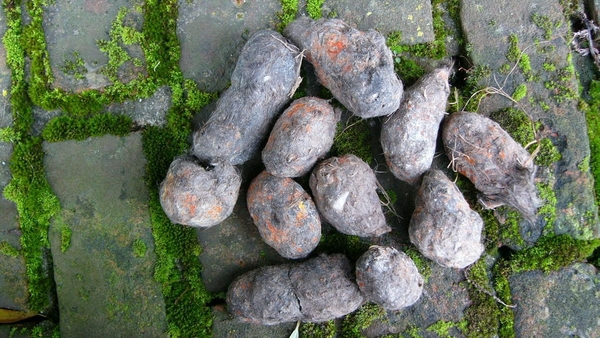 Kerkuil (Braakbal) 01