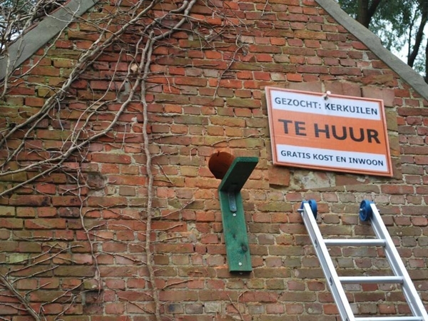 Kerkuil (Molenhuisje)