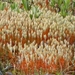 3076 DSCN6582