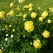 5005 DSCN0707