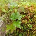 DSCN6775 Rubus Chamaemorus (Cloudberry)