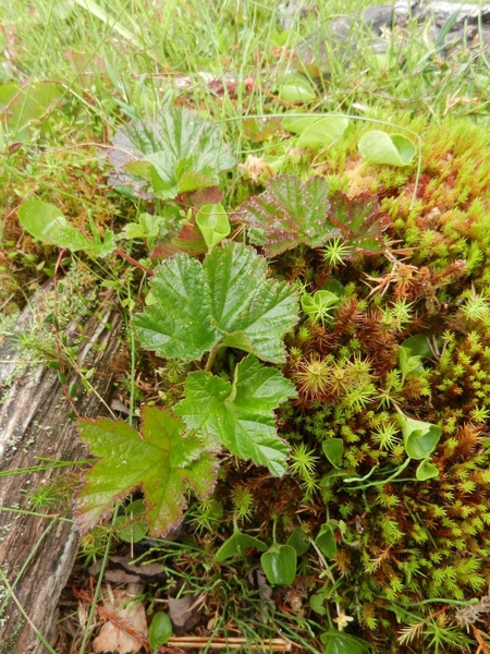 DSCN6775 Rubus Chamaemorus (Cloudberry)