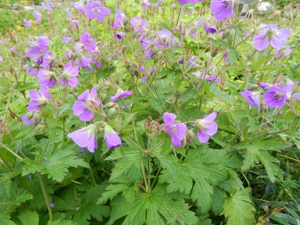 DSCN6777 Geranium Sylvaticum