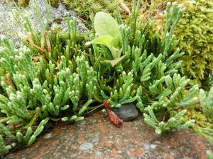 DSCN6779 Diphasiastrum Alpinum (Alpenwolfsklauw