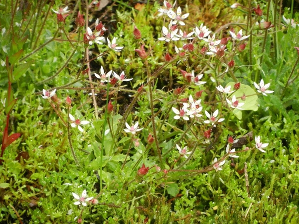 DSCN6782 Saxifraga stellaris