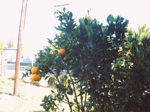 De sinaasappelbomen in de hof