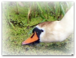 Zwaan
