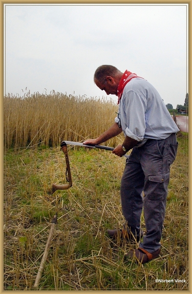 sized_sized_DSC44696a pikkeling  baardegem-oogst