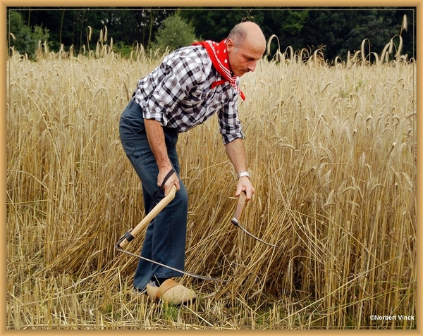 sized_sized_DSC44699a pikkeling  baardegem-oogst