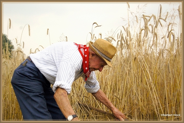 sized_sized_DSC44702a pikkeling  baardegem-oogst