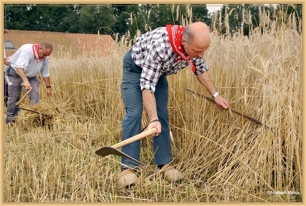 sized_sized_DSC44707a pikkeling  baardegem-oogst