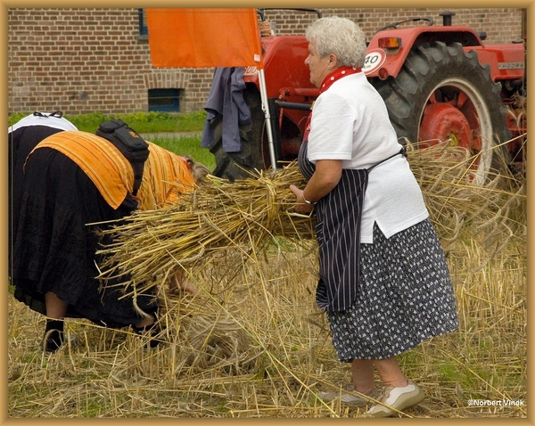 sized_sized_DSC44708a pikkeling  baardegem-oogst