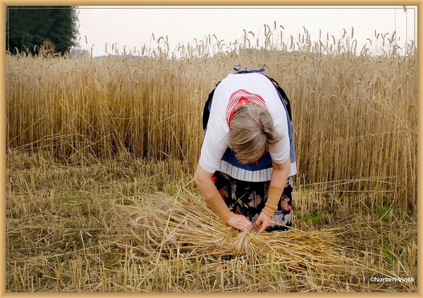 sized_sized_DSC44714a pikkeling  baardegem-oogst