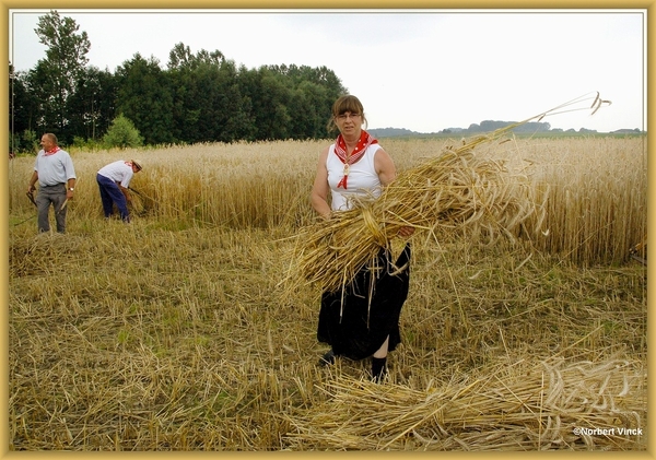 sized_sized_DSC44715a pikkeling  baardegem-oogst