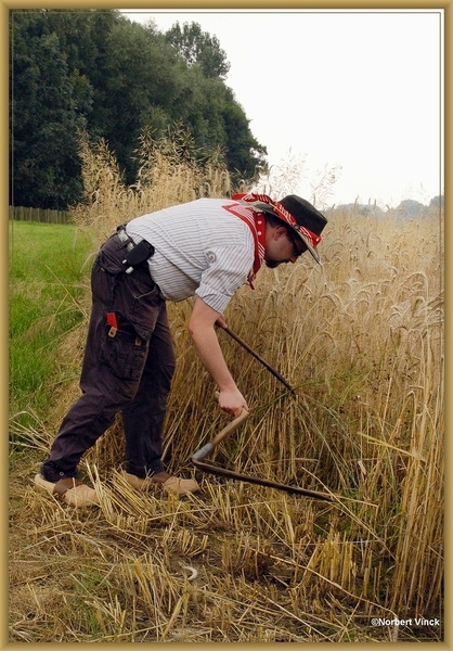 sized_sized_DSC44719a pikkeling  baardegem-oogst
