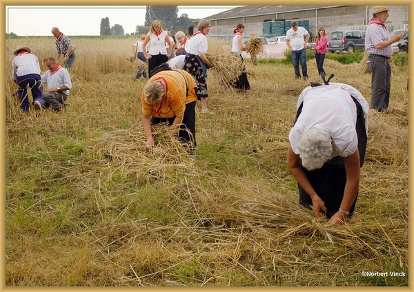 sized_sized_DSC44720a pikkeling  baardegem-oogst