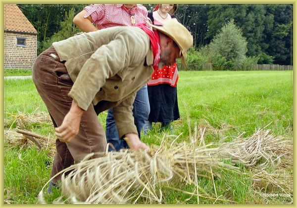 sized_sized_DSC44722a pikkeling  baardegem-oogst