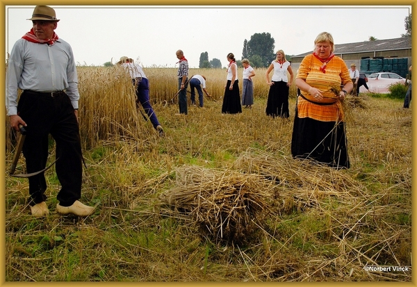 sized_sized_DSC44725a pikkeling  baardegem-oogst