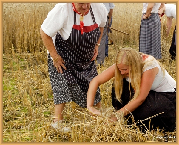 sized_sized_DSC44734a pikkeling  baardegem-oogst
