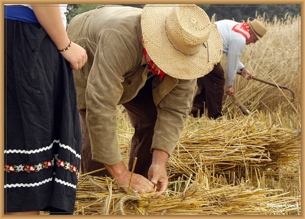 sized_sized_DSC44737a pikkeling  baardegem-oogst