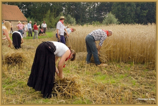 sized_sized_DSC44739a pikkeling  baardegem-oogst