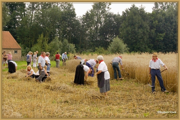 sized_sized_DSC44740a pikkeling  baardegem-oogst