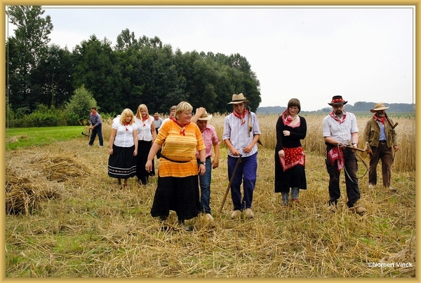 sized_sized_DSC44762a pikkeling  baardegem-schaftijd